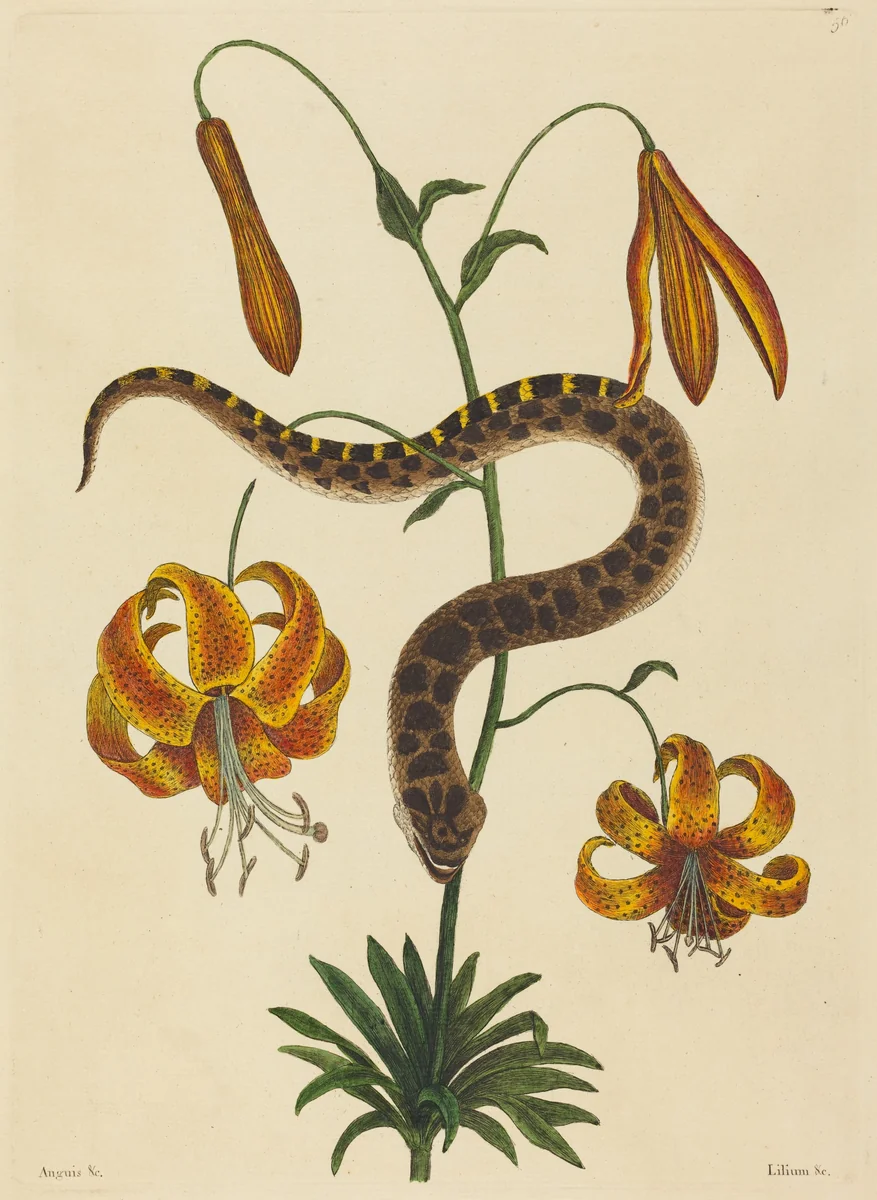 The Hog-nose Snake (Boa contortrix) by Mark Catesby, print, 1731-1743
