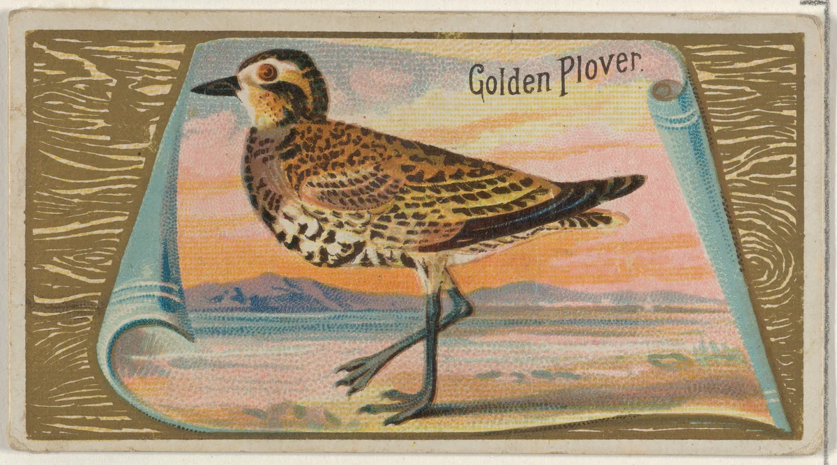 Golden Plover, from the Game Birds series (N13) for Allen & Ginter Cigarettes Brands by Allen & Ginter, print, 1889