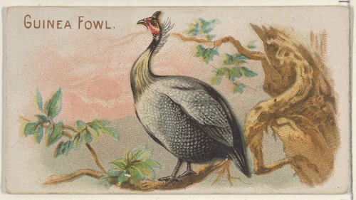 Guinea Fowl, from the Prize and Game Chickens series (N20) for Allen & Ginter Cigarettes by Allen & Ginter, print, 1891