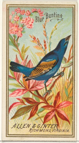 Blue Bunting, from the Birds of America series (N4) for Allen & Ginter Cigarettes Brands by Allen & Ginter, print, 1888