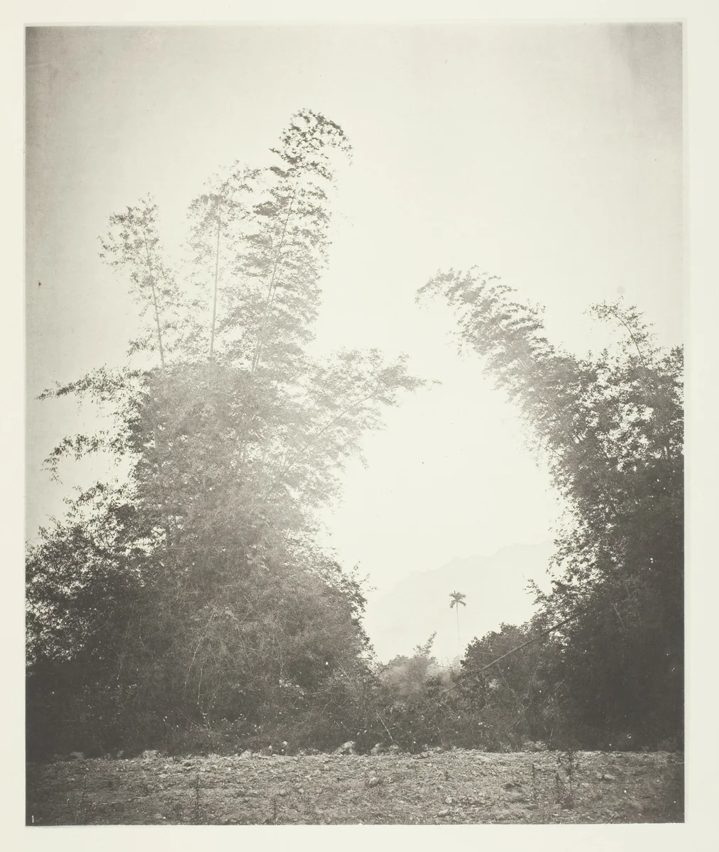 Bamboos at Baksa, Formosa by John Thomson, photograph, 1863-1873