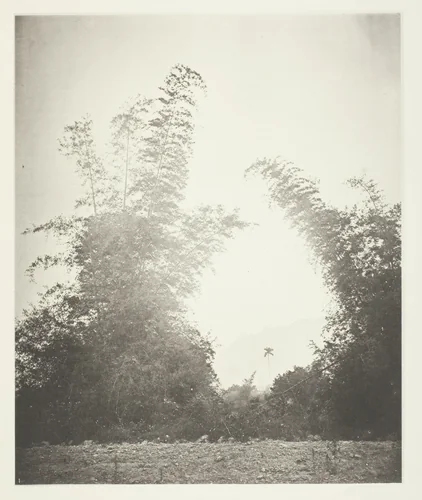 Bamboos at Baksa, Formosa by John Thomson, photograph, 1863-1873