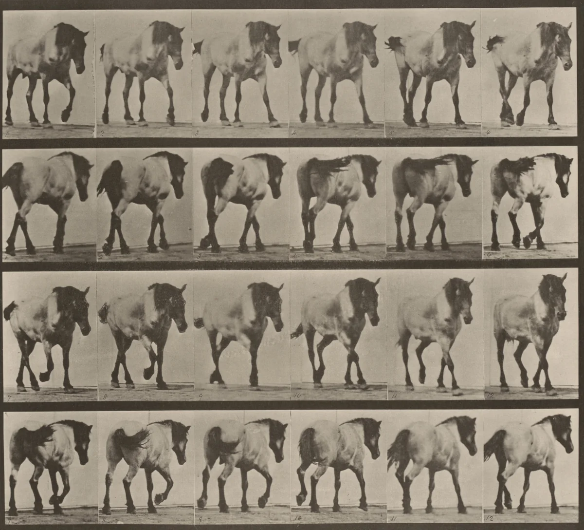 Plate Number 575. "Hansel" walking, free by Eadweard Muybridge, photograph, 1887