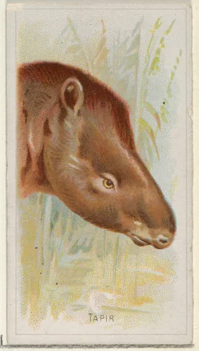 Tapir, from the Wild Animals of the World series (N25) for Allen & Ginter Cigarettes by Allen & Ginter, print, 1888
