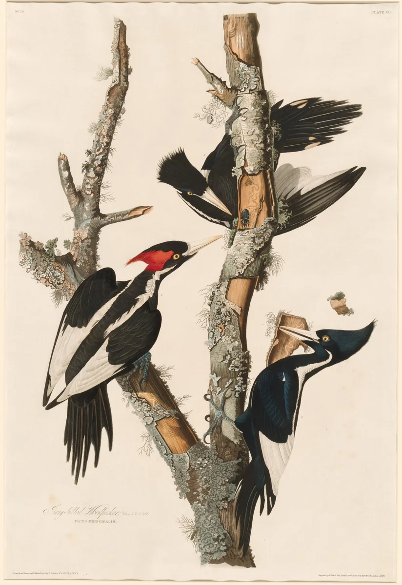 Ivory-billed Woodpecker by Robert Havell, Jr.; John James Audubon, print, 1829