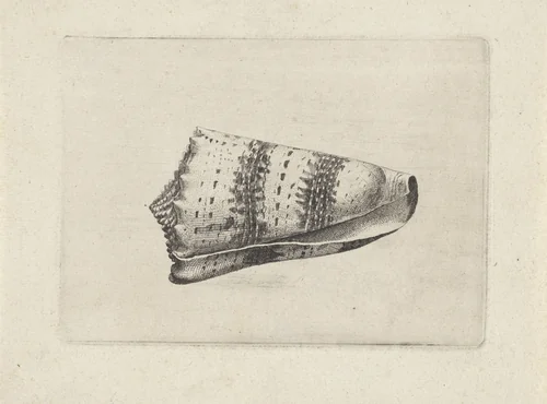 Schelp, conus imperialis by Wenceslaus Hollar, print, 1644-1652