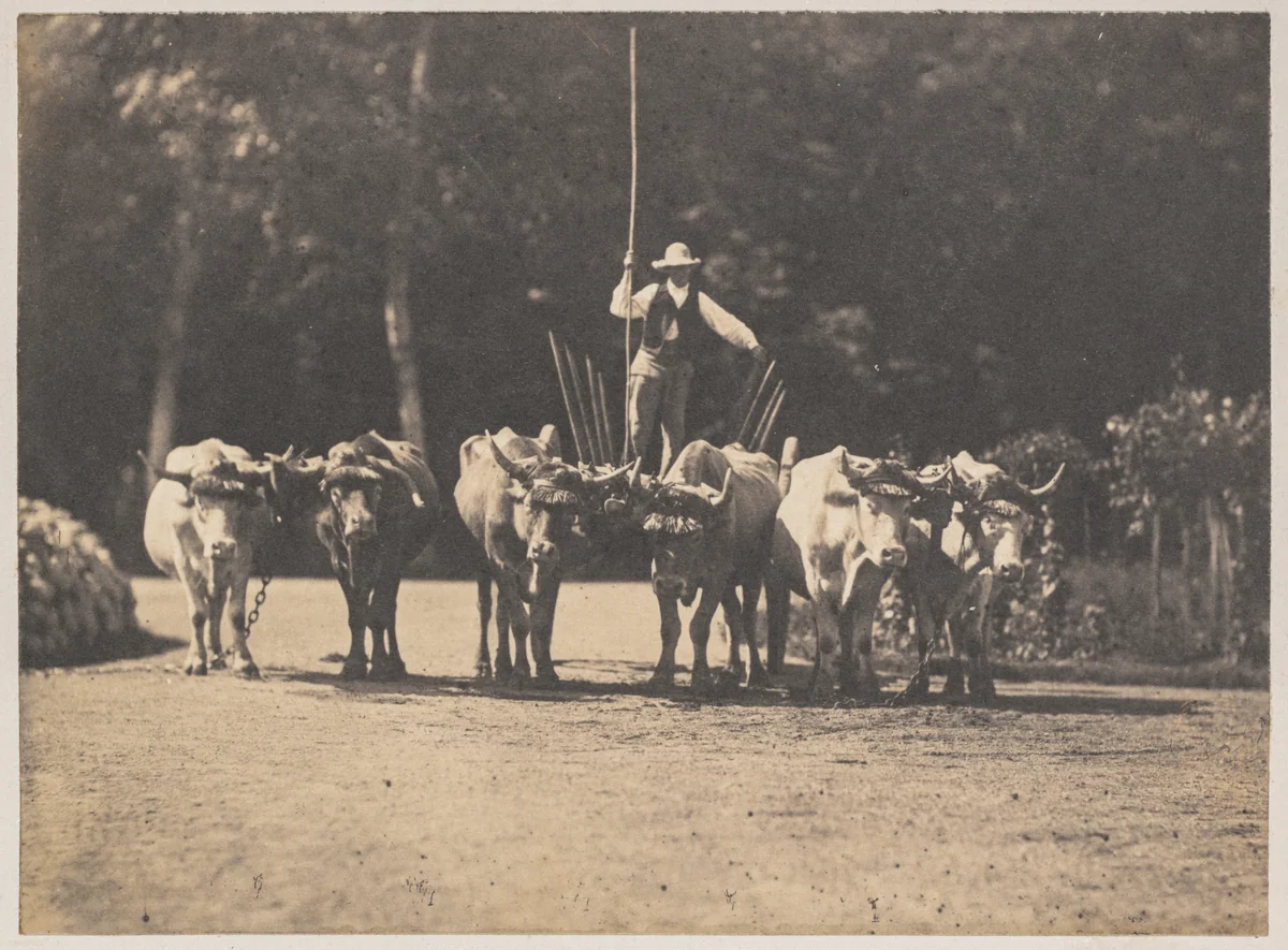 Six Oxen Team with their Driver by Olympe Aguado, photograph, 1848-1858
