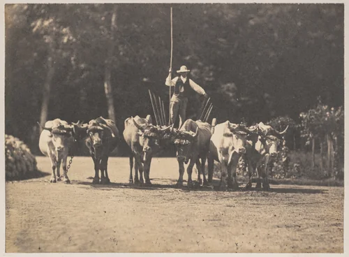 Six Oxen Team with their Driver by Olympe Aguado, photograph, 1848-1858