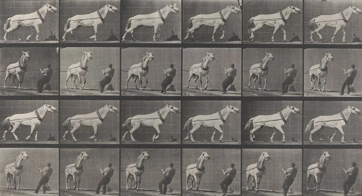 "Johnson" Hauling, Man Pulling at Head: Plate 573 from Animal Locomotion (1887) by Eadweard Muybridge, photograph, 1884