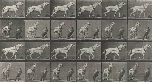 "Johnson" Hauling, Man Pulling at Head: Plate 573 from Animal Locomotion (1887) by Eadweard Muybridge, photograph, 1884