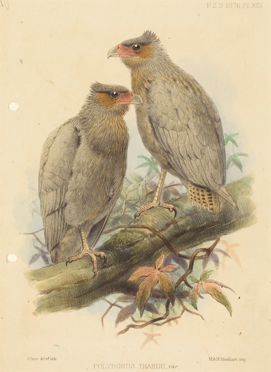 Polyborus Tharus, Var. by J. Smit, print, 1780-1899