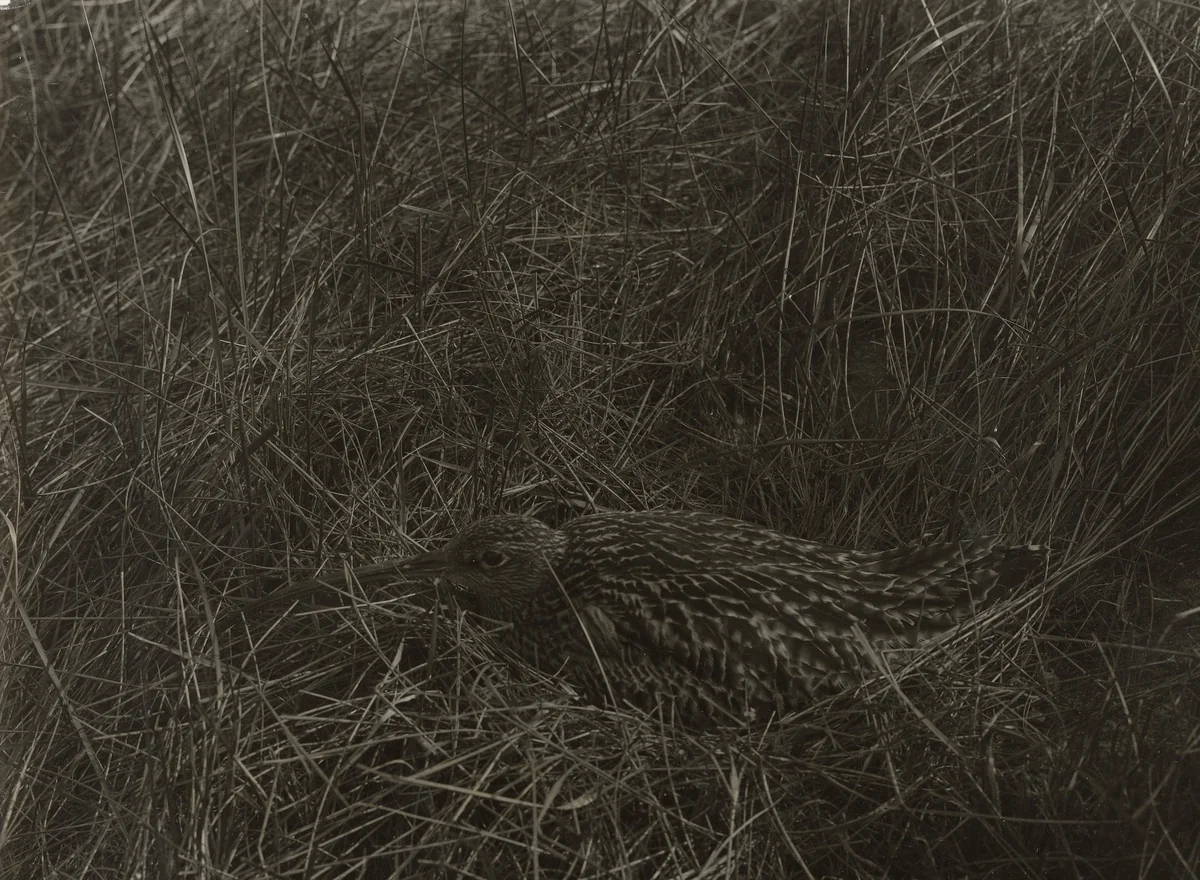 Wulp in veld by Richard Tepe, photograph, 1900-1940