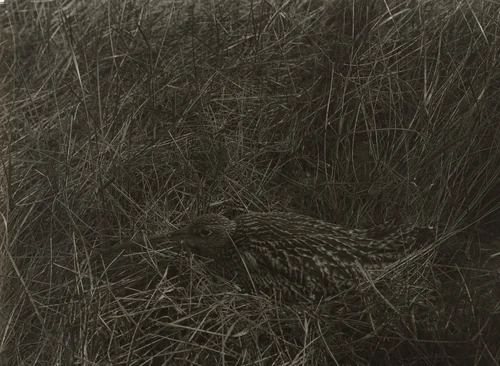 Wulp in veld by Richard Tepe, photograph, 1900-1940
