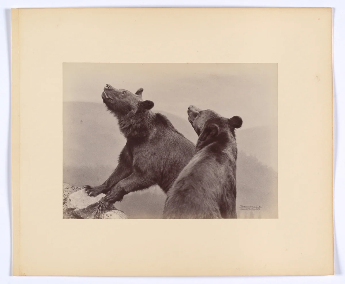 [Two Bears] by Ottomar Anschütz, photograph, 1889