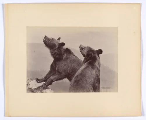 [Two Bears] by Ottomar Anschütz, photograph, 1889
