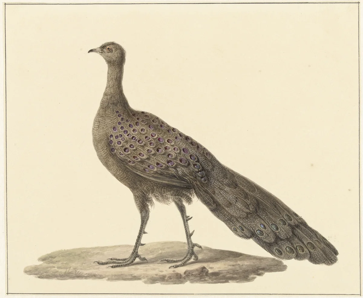 Spiegelpauw by Pieter Pietersz. Barbiers, drawing, 1759-1842