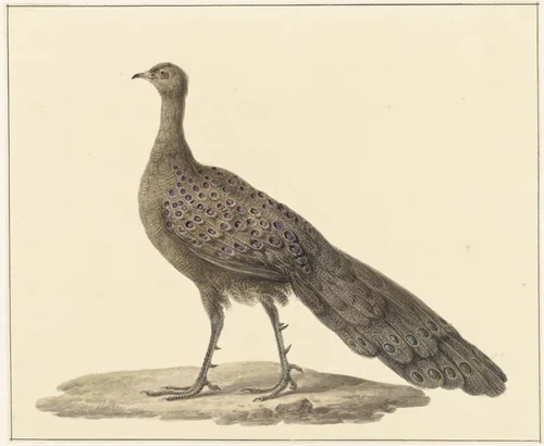 Spiegelpauw by Pieter Pietersz. Barbiers, drawing, 1759-1842