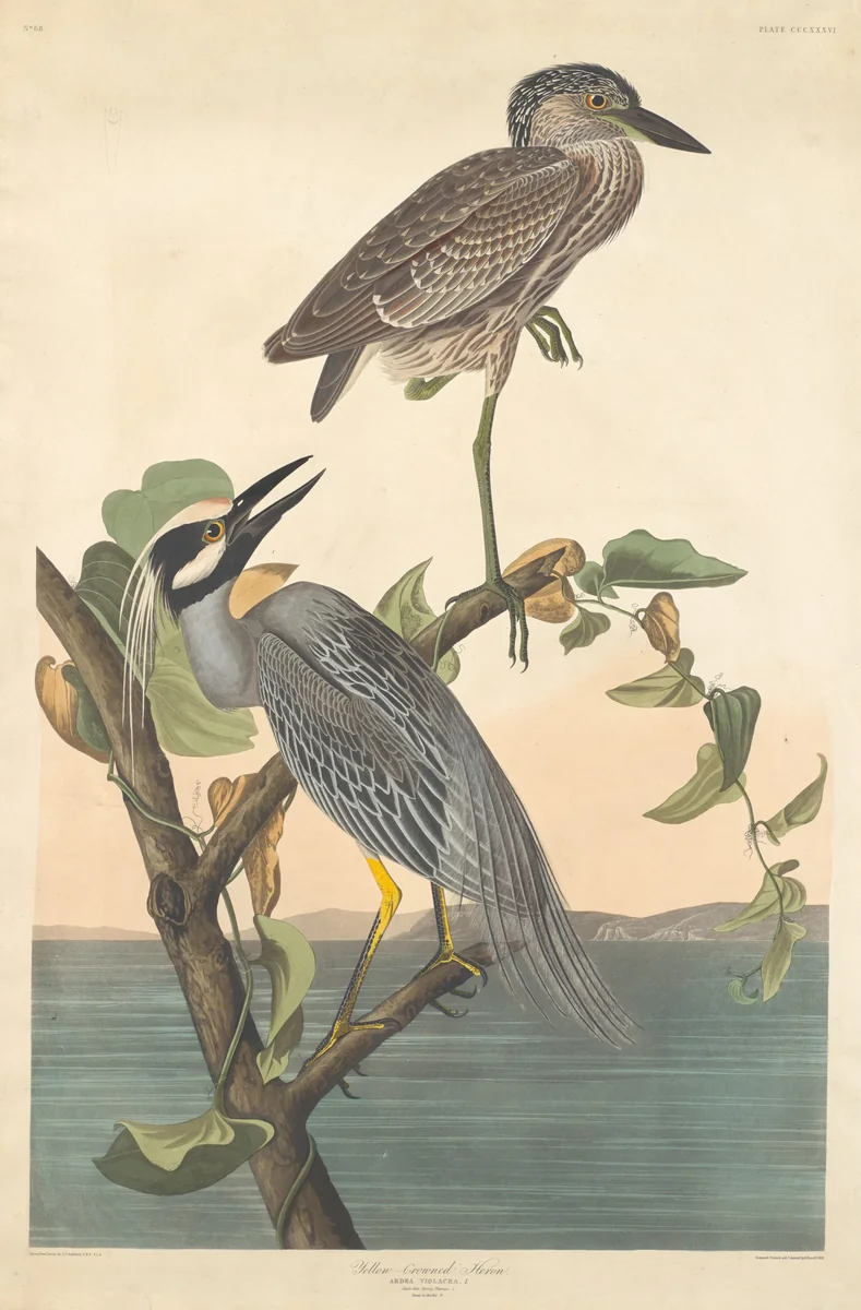 Yellow-crowned Heron by Robert Havell, Jr.; John James Audubon, print, 1836
