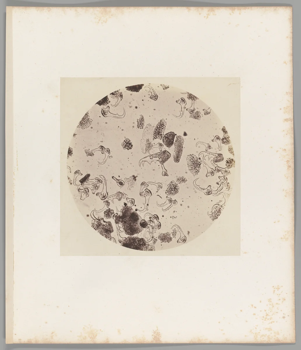 [Untitled] by Auguste-Adolphe Bertsch, photograph, 1853-1857