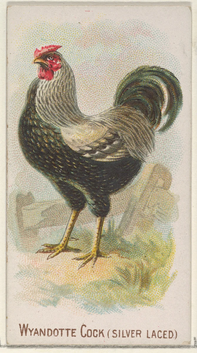 Wyandotte Cock (Silver Laced), from the Prize and Game Chickens series (N20) for Allen & Ginter Cigarettes by Allen & Ginter, print, 1891