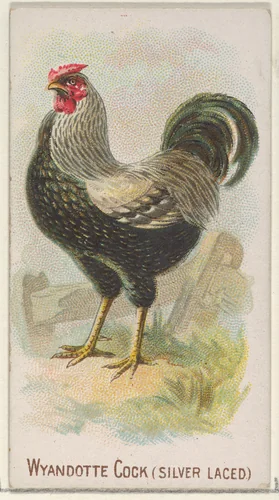 Wyandotte Cock (Silver Laced), from the Prize and Game Chickens series (N20) for Allen & Ginter Cigarettes by Allen & Ginter, print, 1891