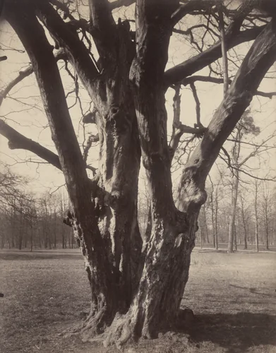 Saint-Cloud by Eugène Atget, photograph, 1924