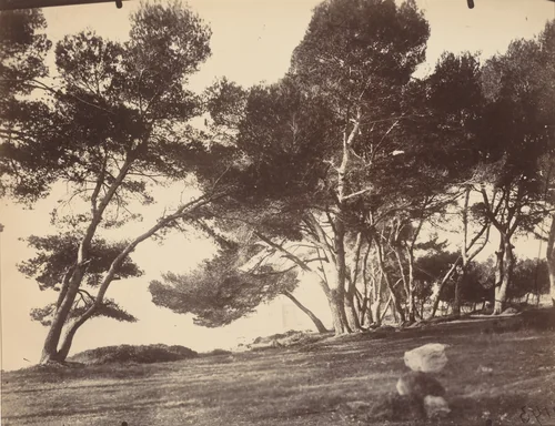 Cannes, Ile Saint Honorat by Eugène Atget, photograph, 1899-1927
