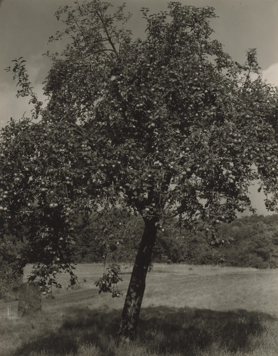 Apple Tree by Alfred Stieglitz, photograph, 1922