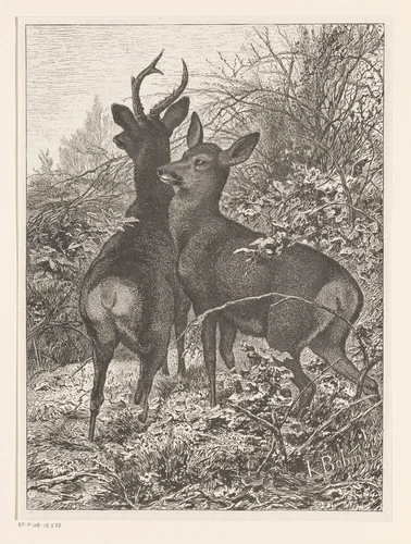 Twee herten by Karl Bodmer, print, 1867