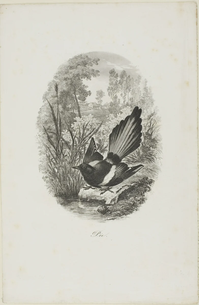 The Magpie by Charles-François Daubigny, print, 1843