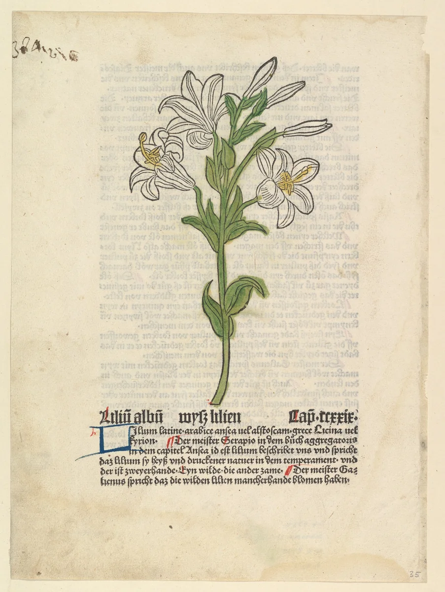 White Lily, from "Gart der Gesundheit" by anonymous, print, 1485