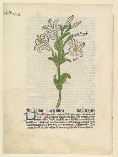 White Lily, from "Gart der Gesundheit" by anonymous, print, 1485