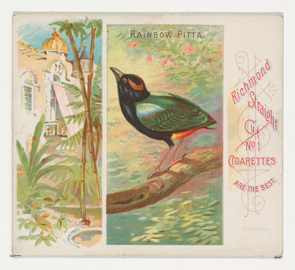 Rainbow Pitta, from Birds of the Tropics series (N38) for Allen & Ginter Cigarettes by Allen & Ginter, print, 1889
