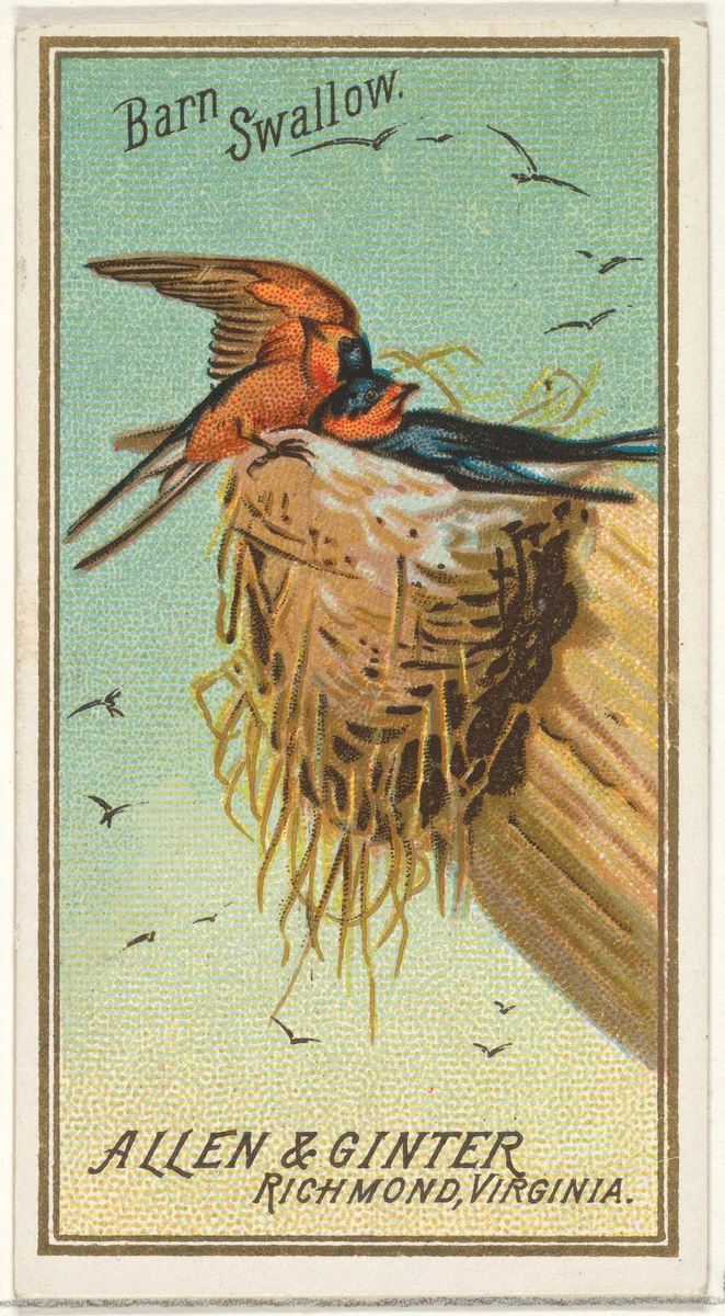 Barn Swallow, from the Birds of America series (N4) for Allen & Ginter Cigarettes Brands by Allen & Ginter, print, 1888