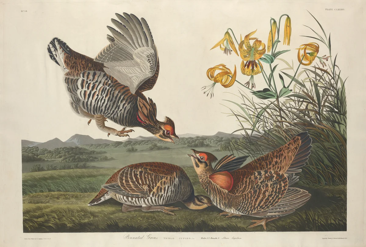 Pinnated Grous by Robert Havell, Jr.; John James Audubon, print, 1834
