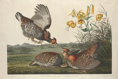 Pinnated Grous by Robert Havell, Jr.; John James Audubon, print, 1834