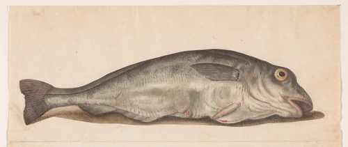 Schelvis by anonymous, drawing, 1560-1585