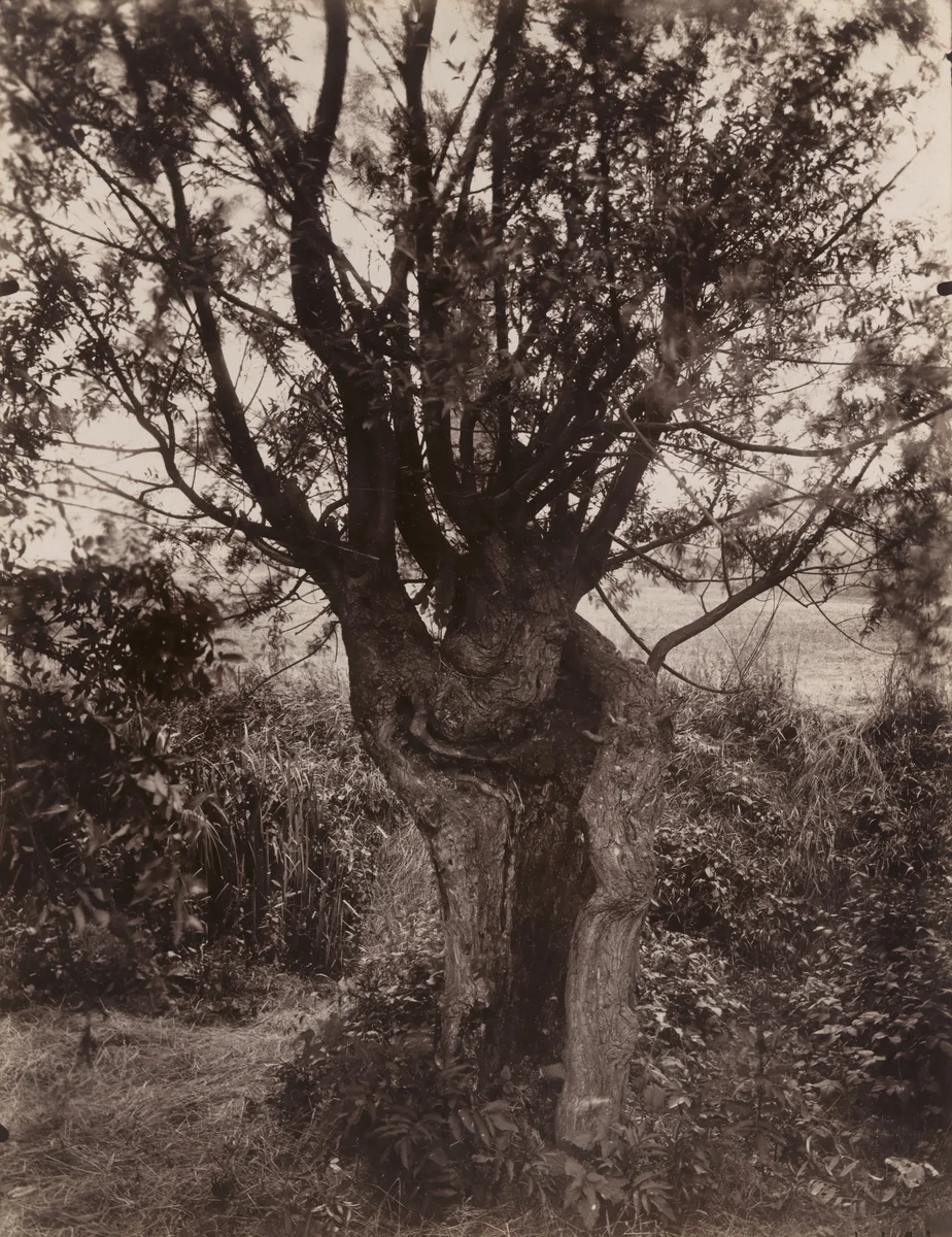 Saule by Eugène Atget, photograph, 1925