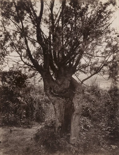 Saule by Eugène Atget, photograph, 1925