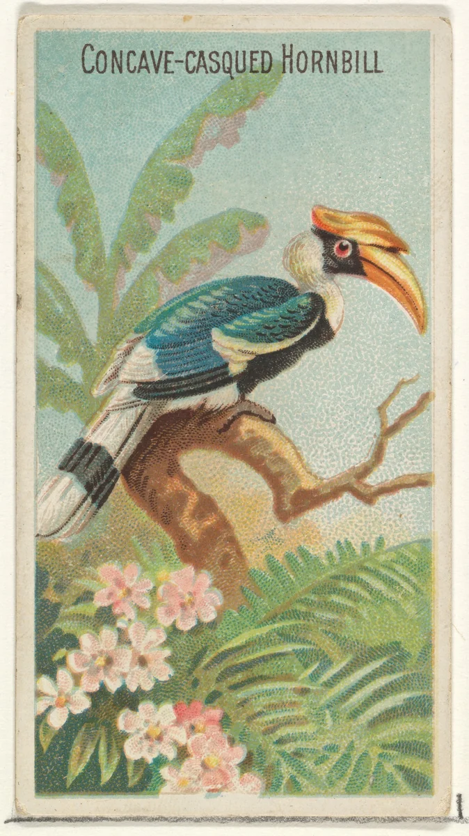 Concave-Casqued Hornbill, from the Birds of the Tropics series (N5) for Allen & Ginter Cigarettes Brands by Allen & Ginter, print, 1889