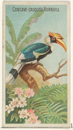 Concave-Casqued Hornbill, from the Birds of the Tropics series (N5) for Allen & Ginter Cigarettes Brands by Allen & Ginter, print, 1889