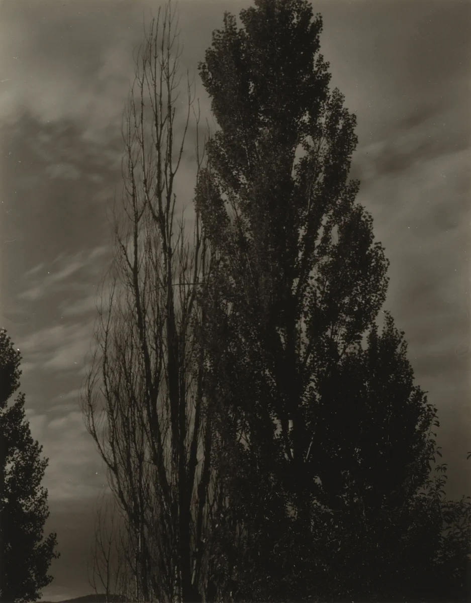Poplars—Lake George by Alfred Stieglitz, photograph, 1932