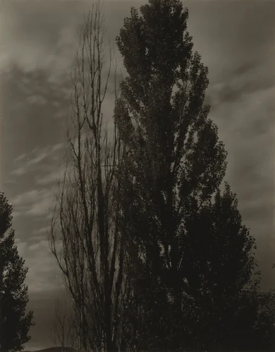 Poplars—Lake George by Alfred Stieglitz, photograph, 1932