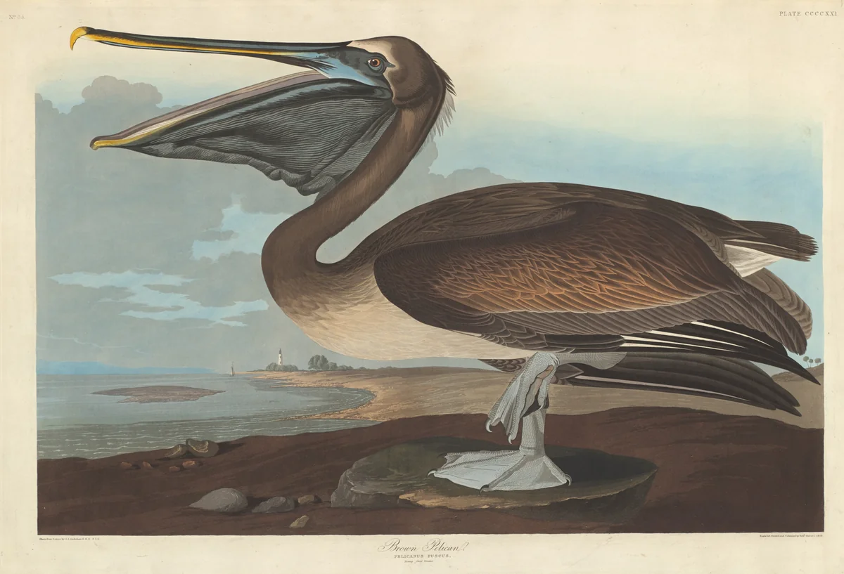 Brown Pelican by Robert Havell, Jr.; John James Audubon, print, 1838