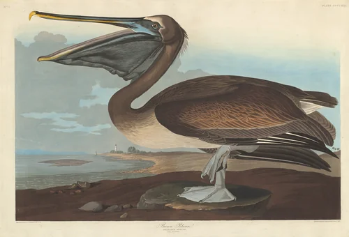 Brown Pelican by Robert Havell, Jr.; John James Audubon, print, 1838
