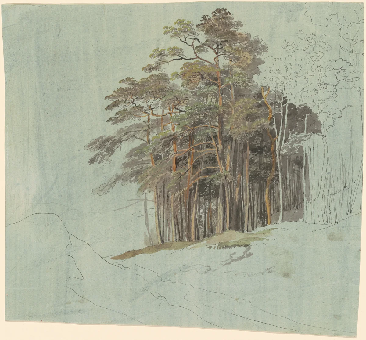 A Study of Pine Trees by Johann Jakob Dorner, drawing, 1815-1825