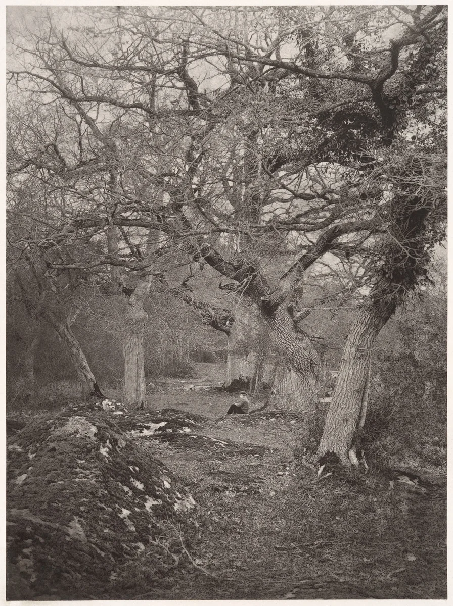 Forêt de Fontainebleau by William Harrison, photograph, 1870-1879