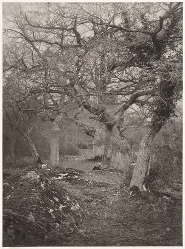 Forêt de Fontainebleau by William Harrison, photograph, 1870-1879