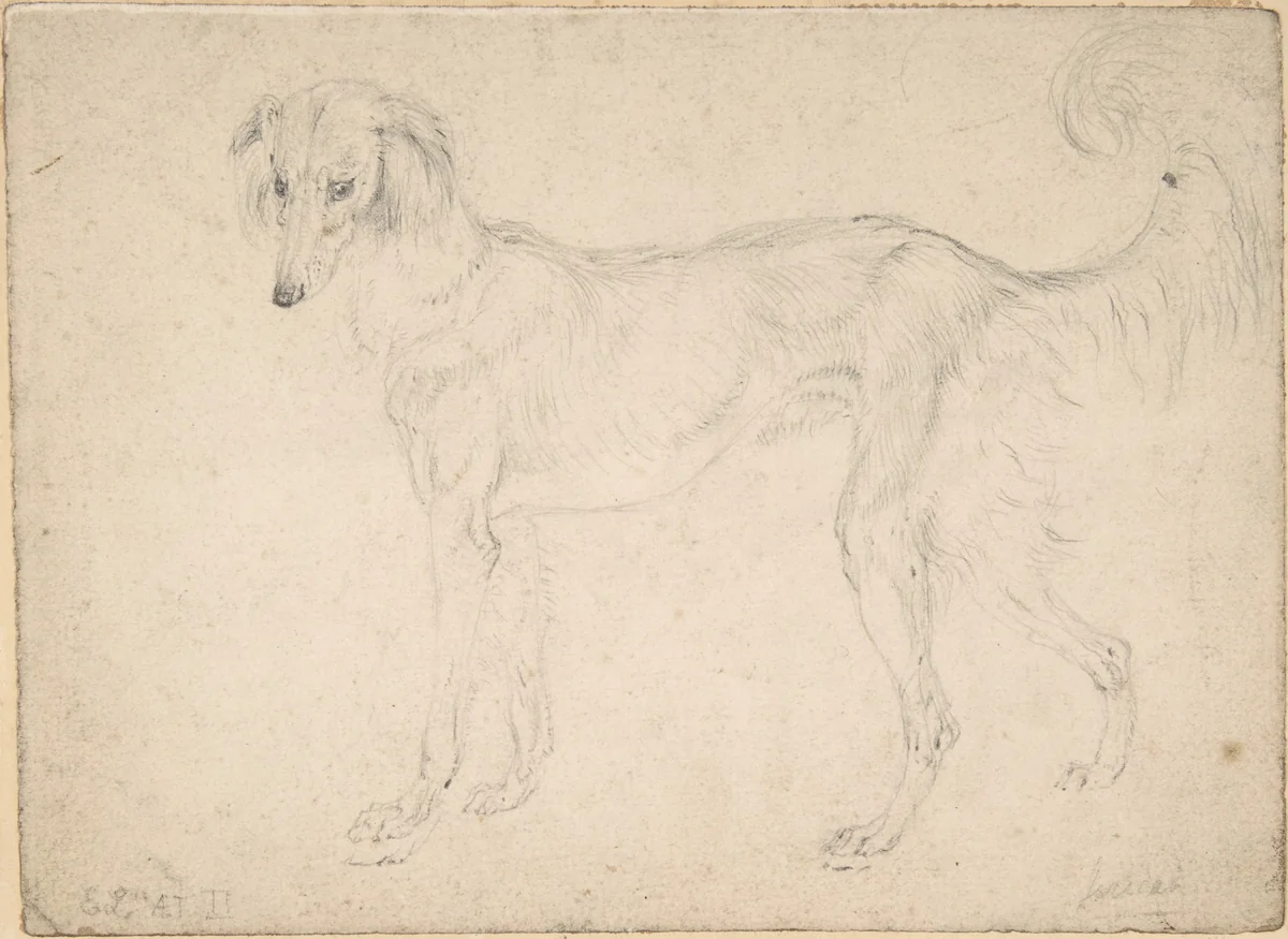 Study of a feathered saluki, facing left by Edwin Henry Landseer, drawing, 1813