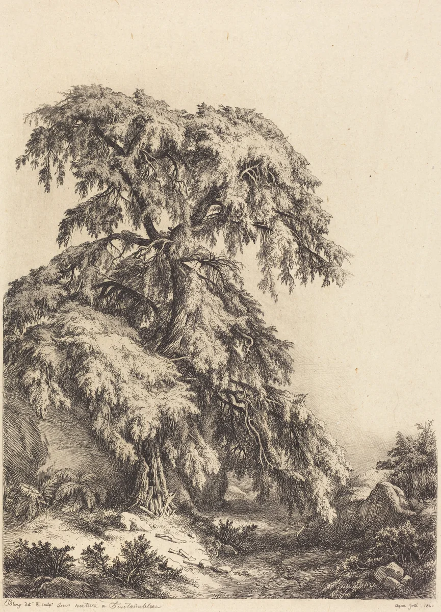 Juniper Tree by Eugène Bléry, portfolio, 1840